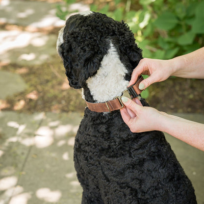 Dog Collar